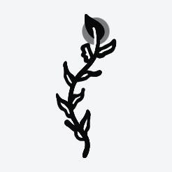 Calyptra