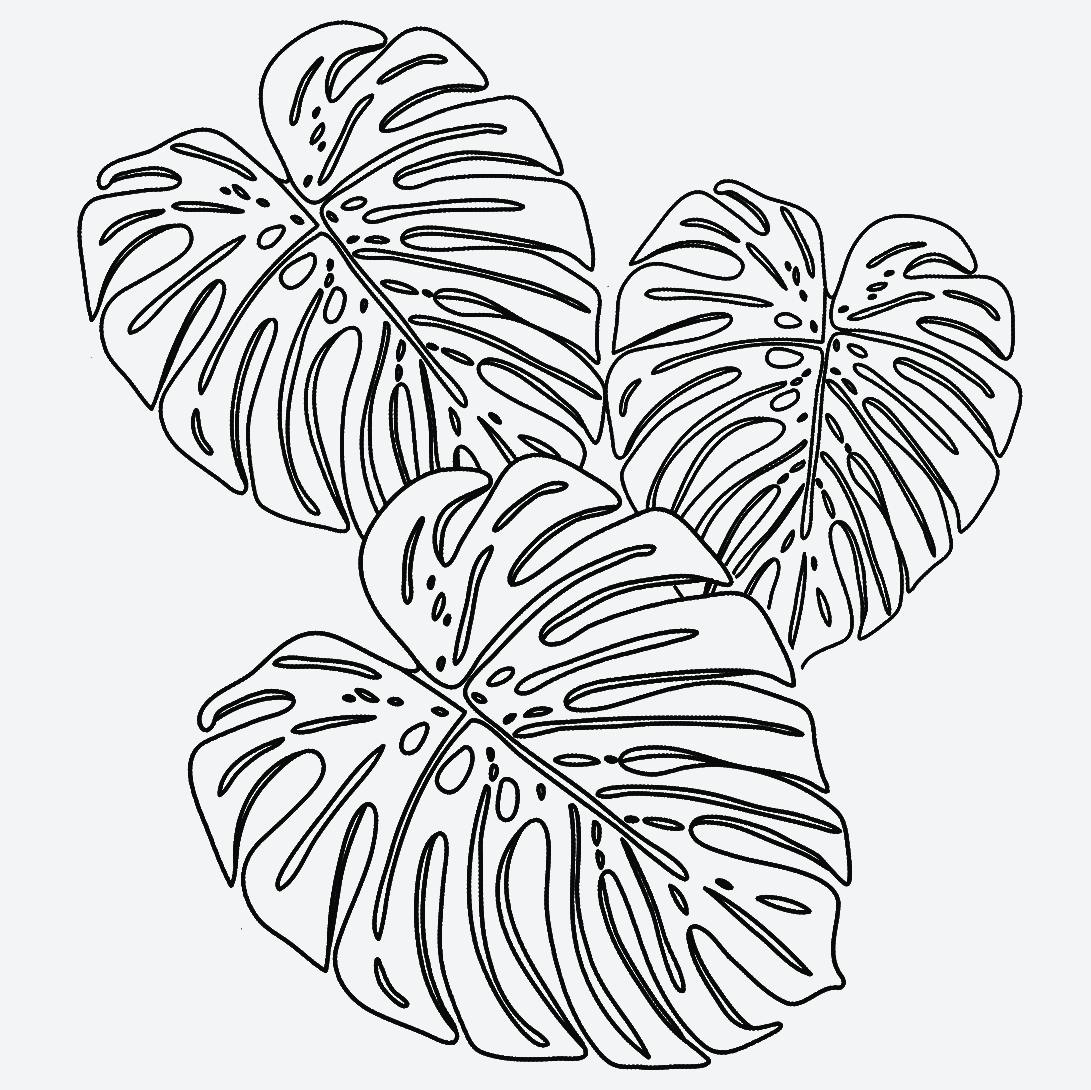Monstera Trio