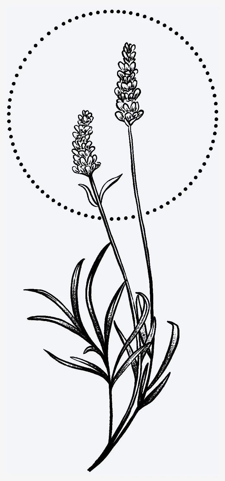 Lavender Tattoo Meaning: Symbolism, Beauty, and Spiritual Power