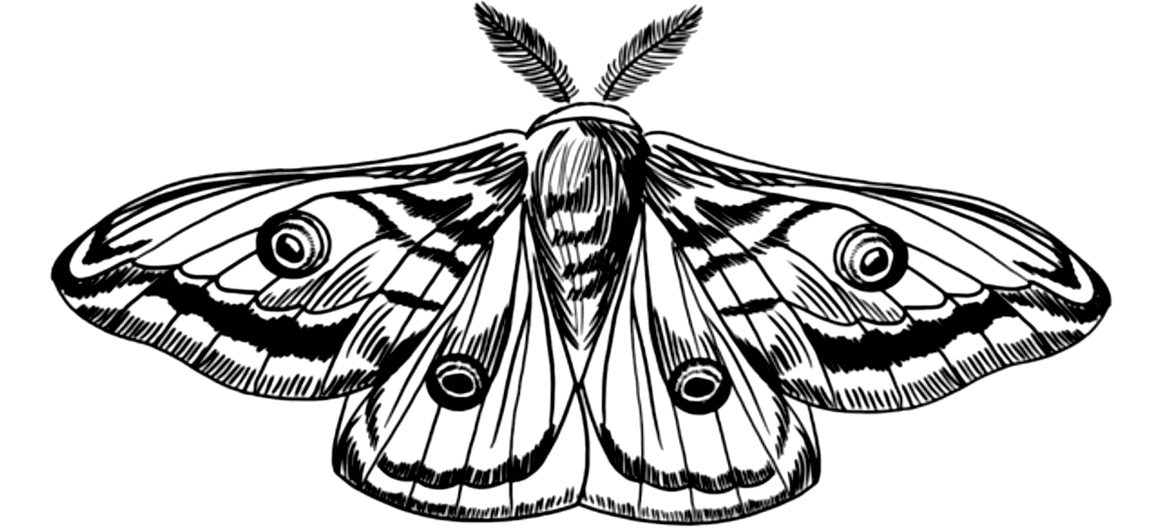 Lunar Moth Tattoo - Semi-Permanent Tattoos by Inkbox™