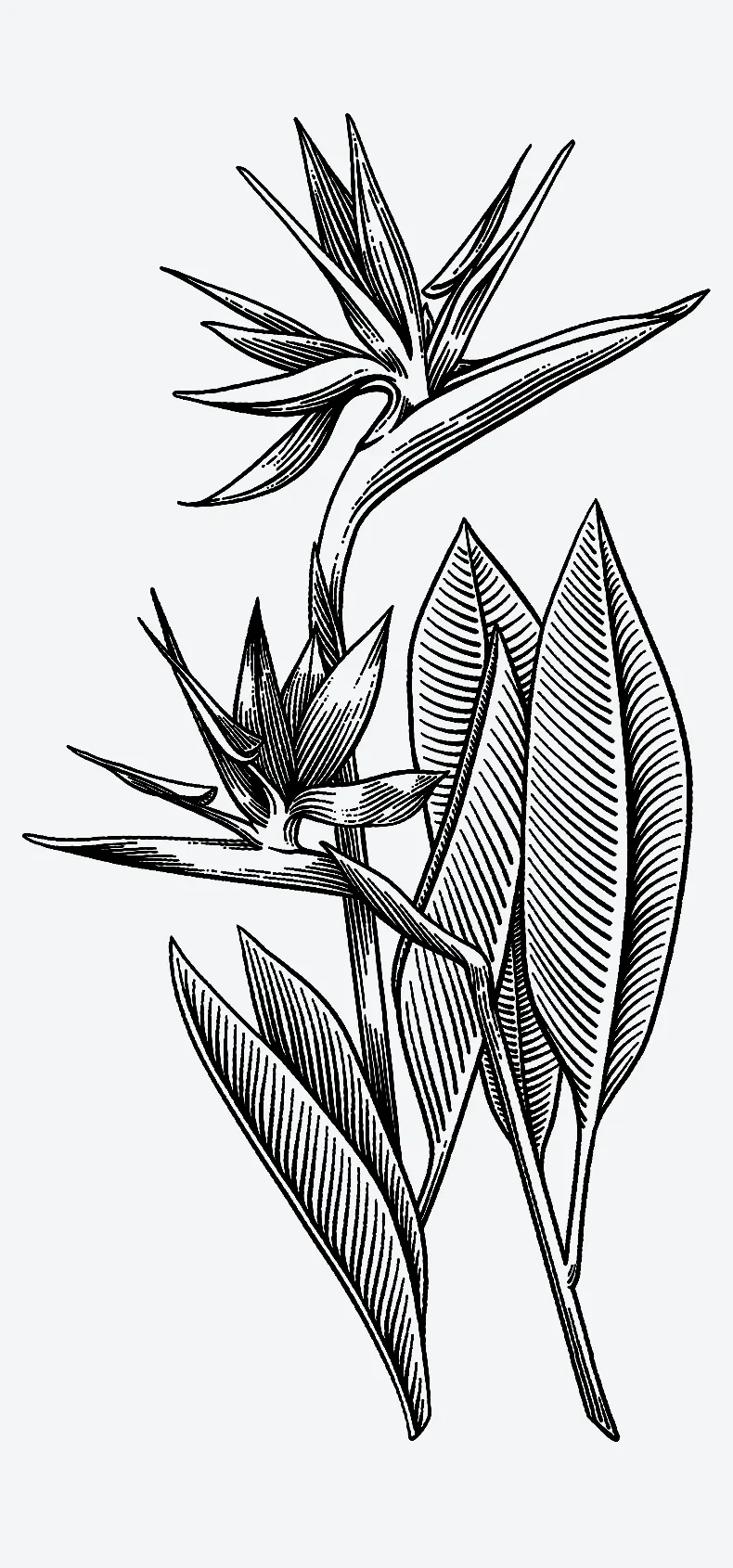 Spiky Semi Permanent Tattoo Lasts 1 2 Weeks Painless And Easy To spiky-semi-permanent-tattoo-lasts-1-2-weeks-painless-and-easy-to