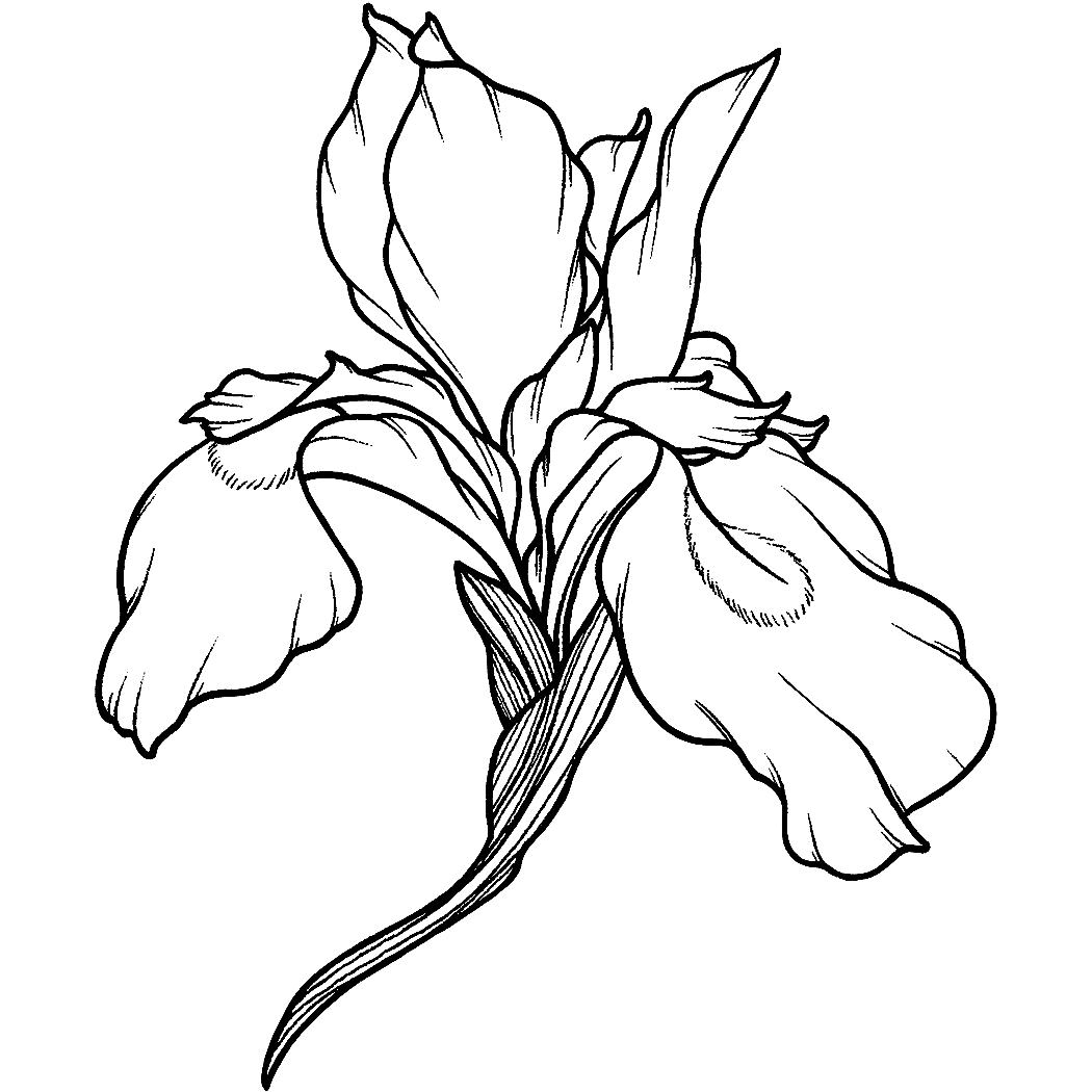 Iris Tattoo Black & White Ideas